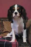 Dickens, a male Cavalier King Charles Spaniel for sale in Chiefland, FL – 1 of 2