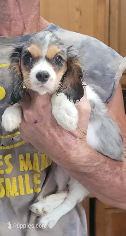 Addy – Cavalier King Charles Spaniel puppy for sale in Chiefland, FL
