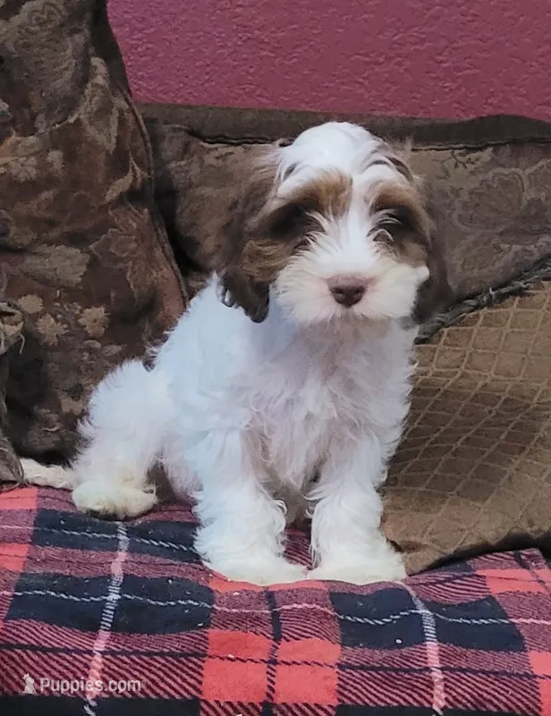 Jefferson – Cavapoo puppy for sale in Chiefland, FL