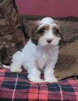 Jefferson, a male Cavapoo for sale in Chiefland, FL – 1 of 2
