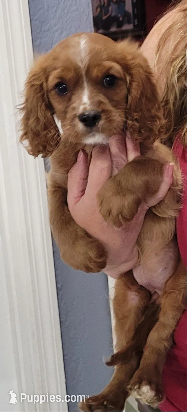 Charlotte – Cavalier King Charles Spaniel puppy for sale in Chiefland, FL