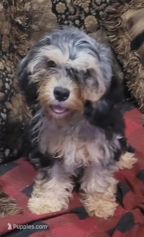 Flint – Cavapoo puppy for sale in Chiefland, FL