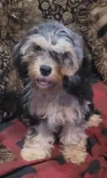 Flint, a male Cavapoo for sale in Chiefland, FL – 1 of 5