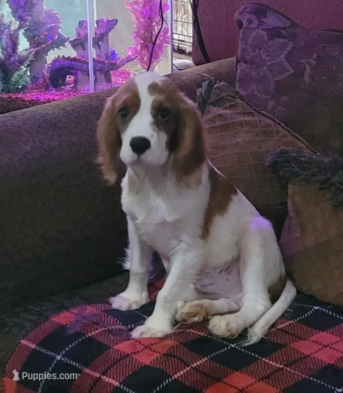Kellan – Cavalier King Charles Spaniel puppy for sale in Chiefland, FL