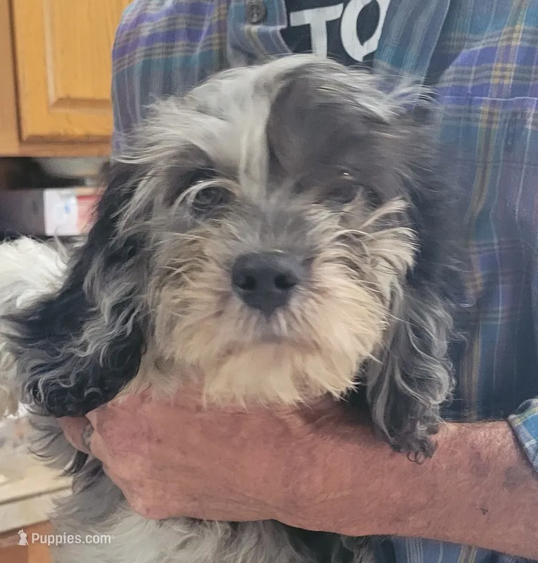 Ghost – Cavapoo puppy for sale in Chiefland, FL