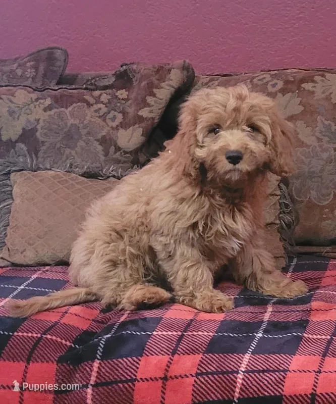 Blaize – Cavapoo puppy for sale in Chiefland, FL