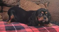 Toffee, a female Cavalier King Charles Spaniel for sale in Chiefland, FL – 4 of 7