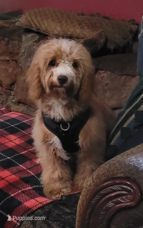 Cyrus – Cavapoo puppy for sale in Chiefland, FL