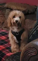 Cyrus, a male Cavapoo for sale in Chiefland, FL – 2 of 5