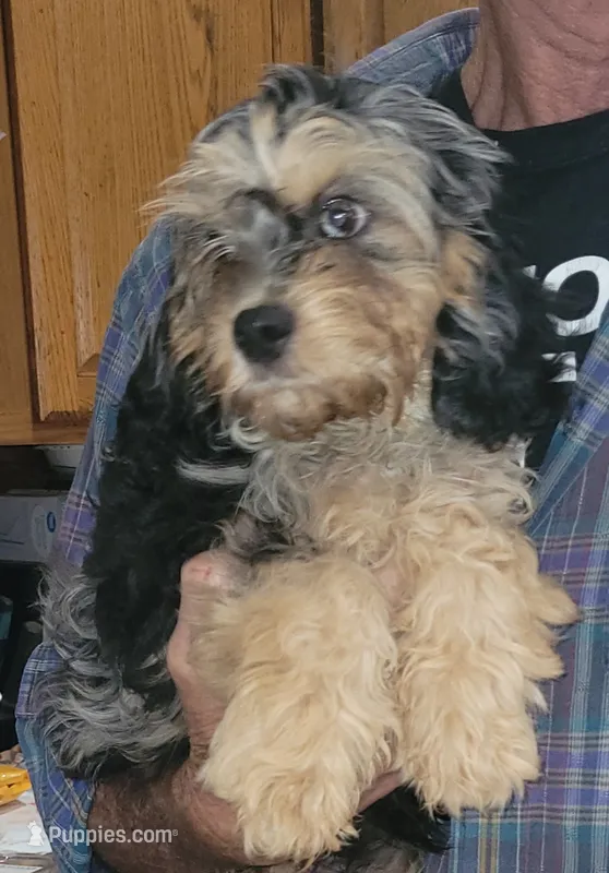 Flint – Cavapoo puppy for sale in Chiefland, FL