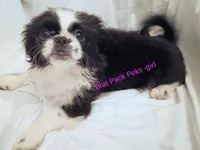 Stevie, a female Pekingese for sale in Savannah, GA – 5 of 5