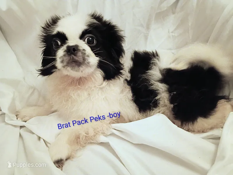 Tristin – Pekingese puppy for sale in Savannah, GA