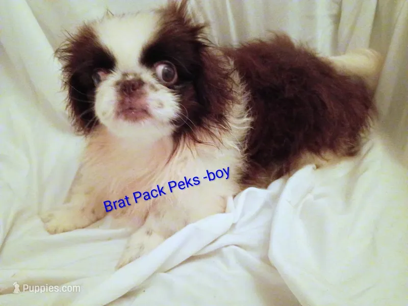 Ashton  – Pekingese puppy for sale in Savannah, GA