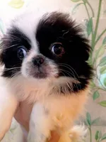 Alexandra, a female Pekingese for sale in Savannah, GA – 4 of 4