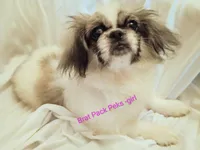 Heather, a female Pekingese for sale in Savannah, GA – 1 of 3