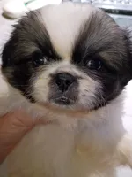 Heather, a female Pekingese for sale in Savannah, GA – 3 of 3