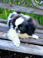Johnathan, a male Pekingese for sale in Savannah, GA – 2 of 5
