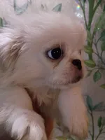 Keagan, a male Pekingese for sale in Savannah, GA – 2 of 2