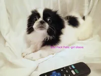 Alexandra, a female Pekingese for sale in Savannah, GA – 2 of 4