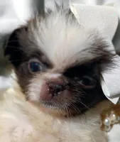 Jamie, a female Pekingese for sale in Savannah, GA – 3 of 5