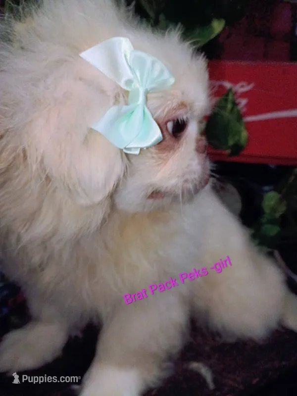 Candace – Pekingese puppy for sale in Savannah, GA