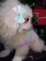 Candace, a male Pekingese for sale in Savannah, GA – 1 of 4