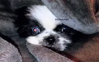 Johnathan, a male Pekingese for sale in Savannah, GA – 5 of 5