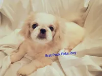 Keagan, a male Pekingese for sale in Savannah, GA – 1 of 2