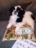 Alexandra, a female Pekingese for sale in Savannah, GA – 1 of 4