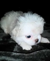 Theo, a male Pekingese for sale in Savannah, GA – 2 of 3