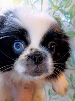 Johnathan, a male Pekingese for sale in Savannah, GA – 4 of 5