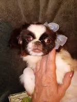 Jamie, a female Pekingese for sale in Savannah, GA – 4 of 5