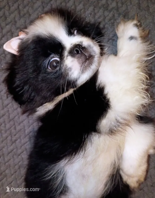 Stevie – Pekingese puppy for sale in Savannah, GA