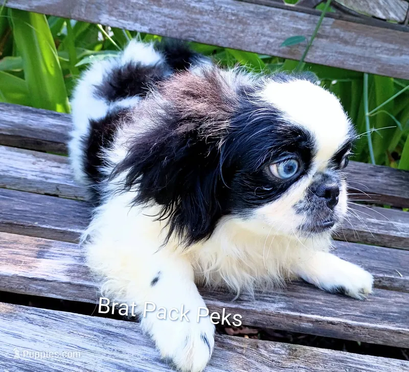 Johnathan – Pekingese puppy for sale in Savannah, GA