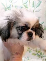 Heather, a female Pekingese for sale in Savannah, GA – 2 of 3