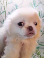 Candace, a male Pekingese for sale in Savannah, GA – 3 of 4