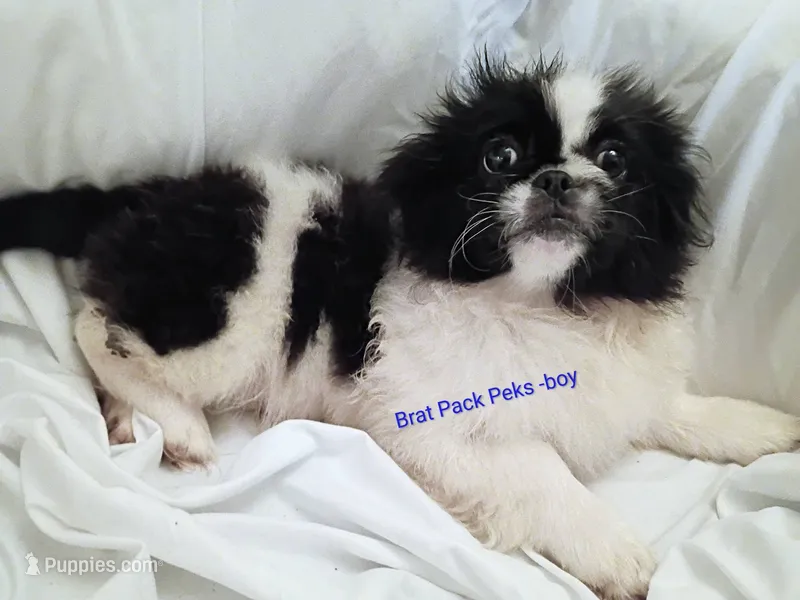 David – Pekingese puppy for sale in Savannah, GA