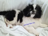 David, a male Pekingese for sale in Savannah, GA – 1 of 3