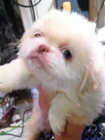 Candace, a male Pekingese for sale in Savannah, GA – 4 of 4