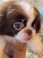 Evee, a female Pekingese for sale in Savannah, GA – 2 of 2