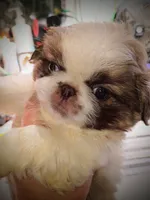 Ashton , a male Pekingese for sale in Savannah, GA – 2 of 3