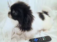 Alexandra, a female Pekingese for sale in Savannah, GA – 3 of 4