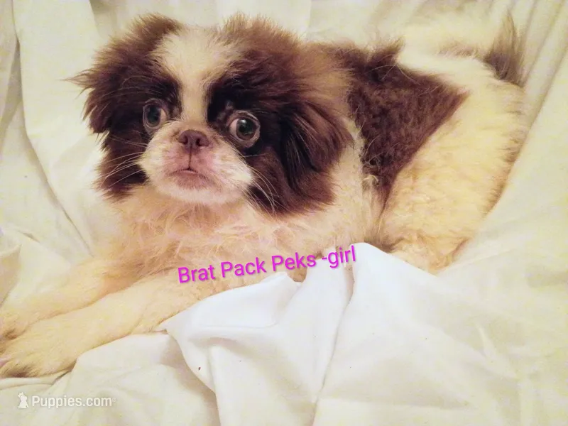 Evee – Pekingese puppy for sale in Savannah, GA