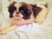 Evee, a female Pekingese for sale in Savannah, GA – 1 of 2