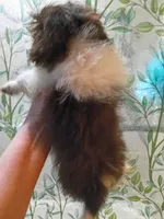 Ashton , a male Pekingese for sale in Savannah, GA – 3 of 3