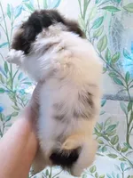 Jamie, a female Pekingese for sale in Savannah, GA – 2 of 5