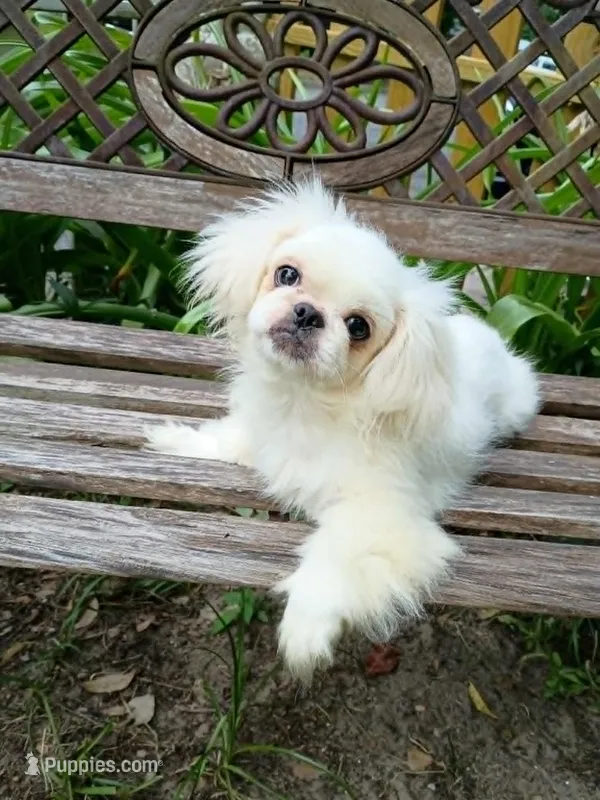 Theo – Pekingese puppy for sale in Savannah, GA
