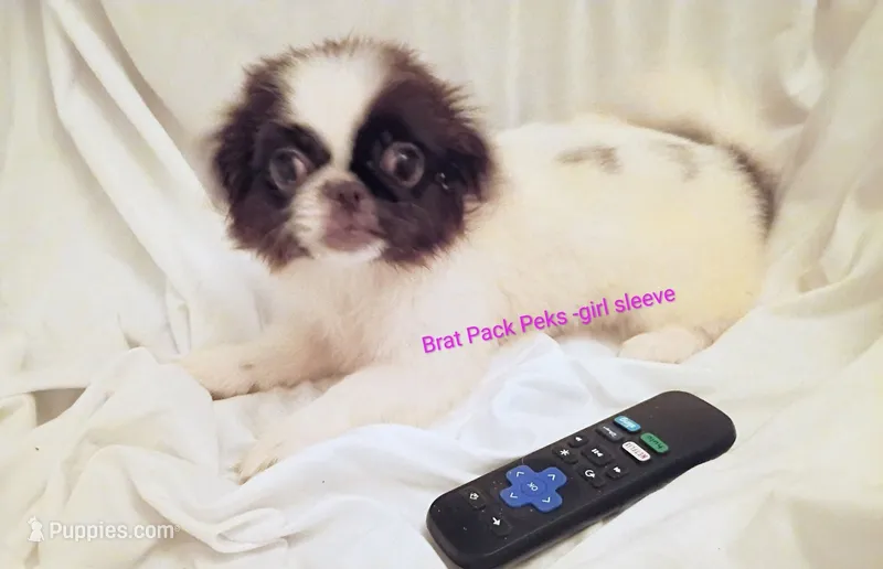 Jamie – Pekingese puppy for sale in Savannah, GA