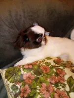 Jamie, a female Pekingese for sale in Savannah, GA – 5 of 5