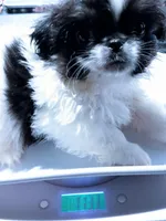 David, a male Pekingese for sale in Savannah, GA – 3 of 3
